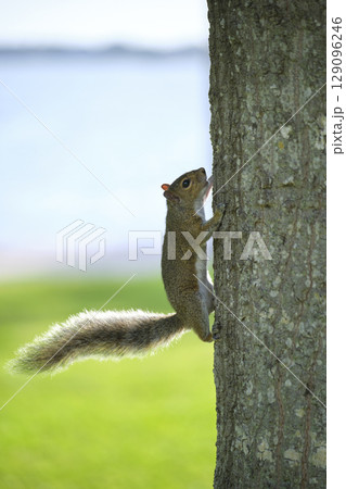Beautiful wild gray squirrel climbing tree trunk in summer town park Beautiful wild gray squirrel climbing tree trunk in summer town park 129096246