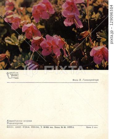 USSR, Russia - circa 1981: Postcard and back of a postcard with a view of the Commander Islands. Rhododendrons. Retro postcard. Inscription in Russian. 129096384