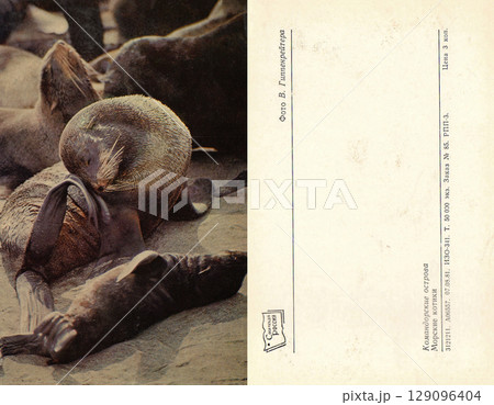 USSR, Russia - circa 1981: Postcard and back of a postcard with a view of the Commander Islands. Navy seals. Retro postcard. Inscription in Russian. USSR, Russia - circa 1981: Postcard and back of a postcard with a view of the Commander Islands. Navy seals. Retro postcard. Inscription in Russian. 129096404