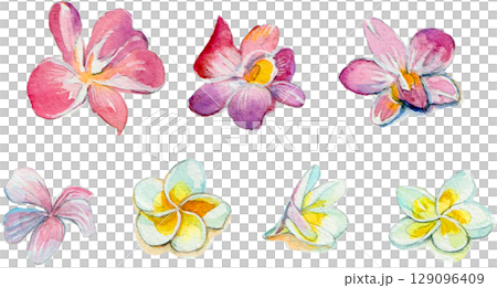 熱帶花卉水彩插圖 熱帶花卉水彩插圖 129096409