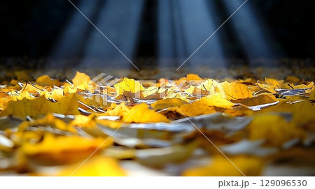 Sunlit golden leaves autumnal ground cover nature photography 129096530