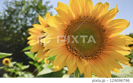 Bright yellow Sunflower glowing in sunlight 129096796