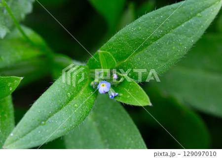 Myosotis sparsiflora flower plant in spring or summer nature outdoor, close-up. Myosotis sparsiflora flower plant in spring or summer nature outdoor, close-up. 129097010