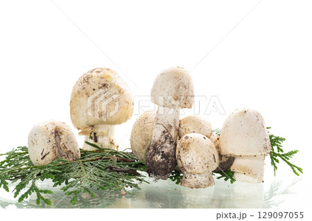 Eco-friendly fresh champignons on white background 129097055