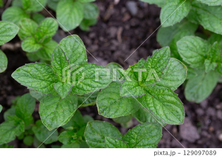 Peppermint (Mentha piperita) is a hybrid species of mint, a cross between watermint and spearmint 129097089