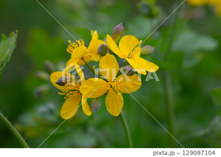 Celandine (Chelidonium majus) with leaves and yellow flowers, growing in the wild close up 129097104
