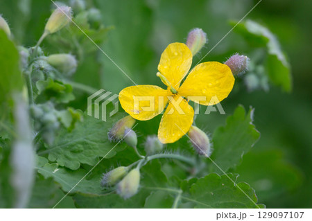 Celandine (Chelidonium majus) with leaves and yellow flowers, growing in the wild 129097107