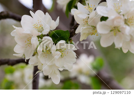 Fluffy and cute white plum blossoms in spring 129097110