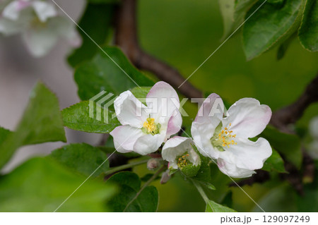 Flowering tree. Apple tree branch with flowers on a blurred background Flowering tree. Apple tree branch with flowers on a blurred background 129097249