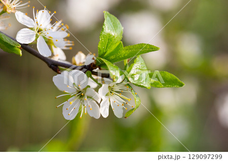 Blossoms of a sea buckthorn bush in the sun Blossoms of a sea buckthorn bush in the sun 129097299