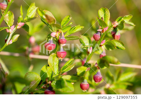 Blueberry blossom, blueberry flowers, wild blueberry, dew on a flower. Small pink buds of wild blueberries on a bush in spring. Blueberry blossom, blueberry flowers, wild blueberry, dew on a flower. Small pink buds of wild blueberries on a bush in spring. 129097355