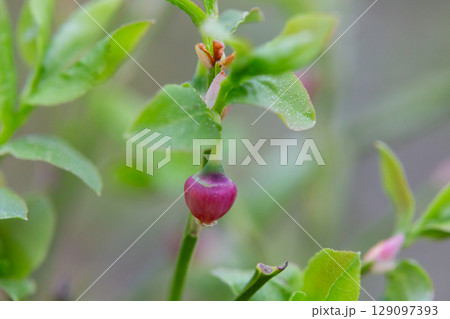 Blueberry blossom, blueberry flowers, wild blueberry, dew on a flower. Small pink buds of wild blueberries on a bush in spring. Blueberry blossom, blueberry flowers, wild blueberry, dew on a flower. Small pink buds of wild blueberries on a bush in spring. 129097393