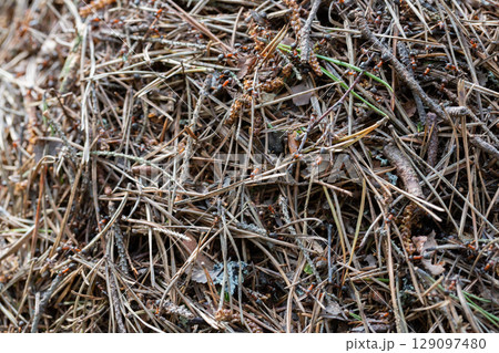An anthill in a green forest.A home for ants in their natural habitat.Coniferous green forest.Natural nature.Nature reserve.Green fir trees in the forest 129097480