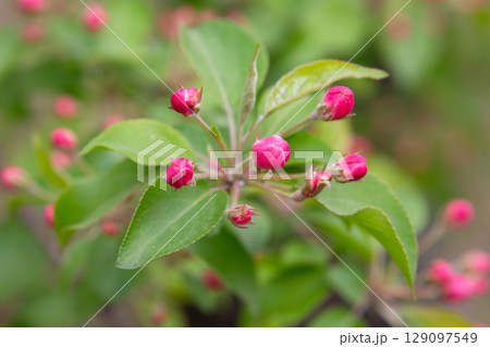 Apple tree bud in bloom. Rosebuds on an apple tree branch in the garden, eternal, May Apple tree bud in bloom. Rosebuds on an apple tree branch in the garden, eternal, May 129097549