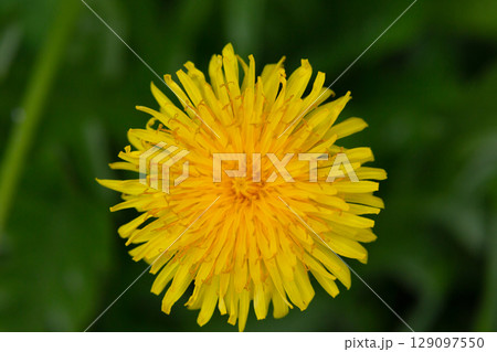 Yellow dandelion flower in the grass close up macro photography. Spring bloom. The first flower. 129097550