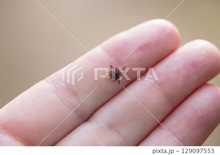 a tick crawls mite on a person's arm, close-up, macro 129097553
