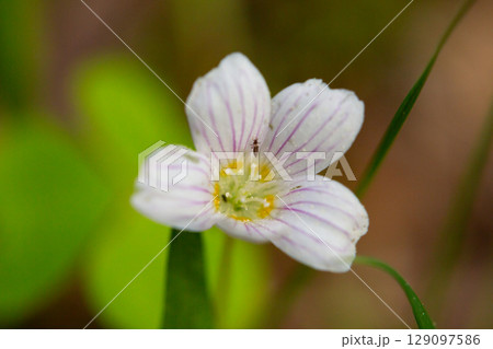 close up of a white flower (OXALIS ACETOSELLA). Small white flowers in the forest in spring. close up of a white flower (OXALIS ACETOSELLA). Small white flowers in the forest in spring. 129097586