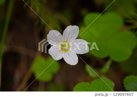 close up of a white flower (OXALIS ACETOSELLA). Small white flowers in the forest in spring. 129097607