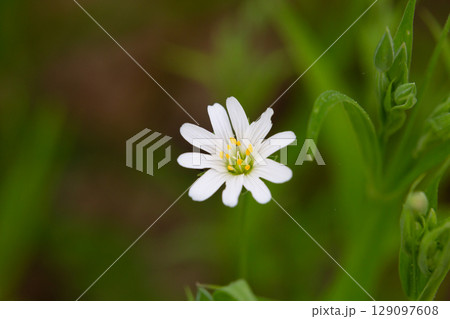 Stellaria holostea. delicate forest flowers of the chickweed, Stellaria holostea or Echte Sternmiere. floral background. white flowers on a natural background. close-up, macro photo Stellaria holostea. delicate forest flowers of the chickweed, Stellaria holostea or Echte Sternmiere. floral background. white flowers on a natural background. close-up, macro photo 129097608