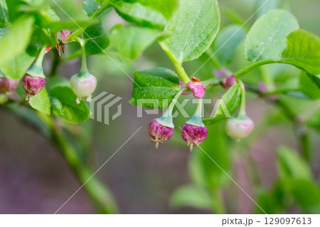 Blueberry blossom, blueberry flowers, wild blueberry, dew on a flower. Small pink buds of wild blueberries on a bush in spring. 129097613