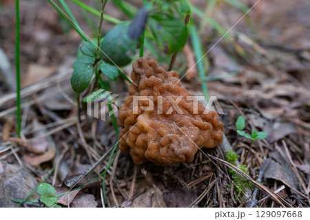 Close-up of a brain mushroom (Gyromitra esculenta). False morel mushroom macro 129097668