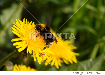 Bumblebee on a yellow dandelion. The insect pollinates the flower. Bumblebee collects nectar in summer. Dandelion in nature 129097670