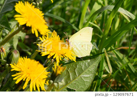 Cabbage butterfly (Pieris brassicae) feeding on a dandelion flower Cabbage butterfly (Pieris brassicae) feeding on a dandelion flower 129097671