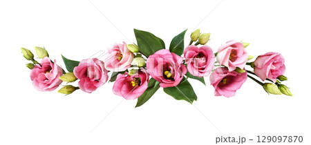 Pink eustoma flowers in a line floral arrangement isolated on white background Pink eustoma flowers in a line floral arrangement isolated on white background 129097870