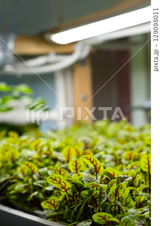 Urban microgreen farm. Eco-friendly small business. Baby leaves, phytolamp. Urban microgreen farm. Eco-friendly small business. Baby leaves, phytolamp. 129098011