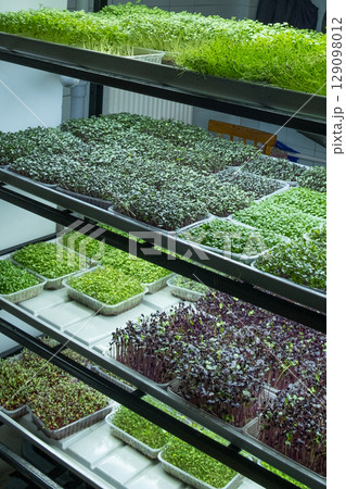 Urban microgreen farm. Eco-friendly small business. Baby leaves, phytolamp. Urban microgreen farm. Eco-friendly small business. Baby leaves, phytolamp. 129098012