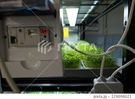 Urban microgreen farm. Eco-friendly small business. Baby leaves, phytolamp. Urban microgreen farm. Eco-friendly small business. Baby leaves, phytolamp. 129098021