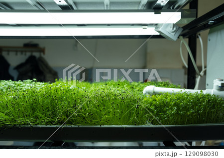 Urban microgreen farm. Eco-friendly small business. Baby leaves, phytolamp. 129098030