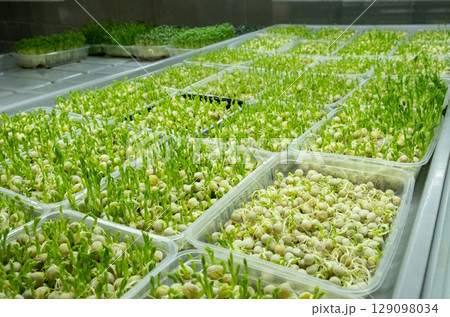 Urban microgreen farm. Eco-friendly small business. Baby leaves, phytolamp 129098034