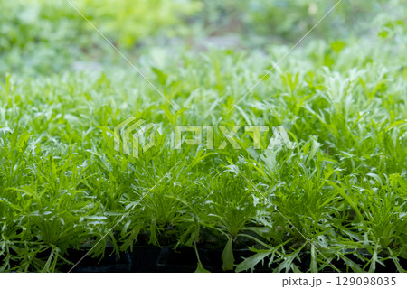 green leaves of edenvia lettuce grown on a microfarm using the agroponic method 129098035