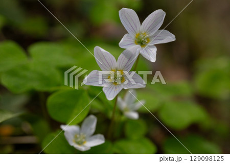 close up of a white flower (OXALIS ACETOSELLA). Small white flowers in the forest in spring. 129098125