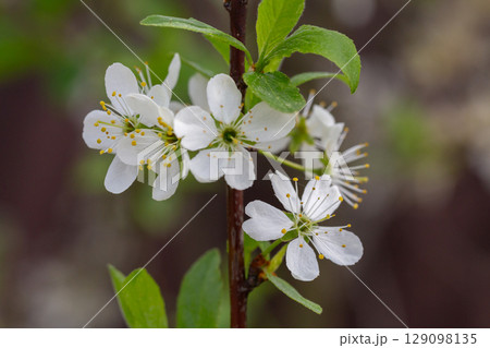 White cherry plum blossoms with selective focus on the foreground flowers on a soft airy background, macro. White cherry plum blossoms with selective focus on the foreground flowers on a soft airy background, macro. 129098135