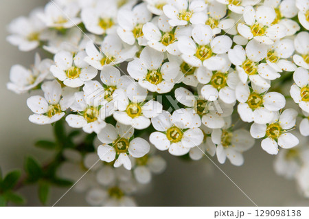 Bird cherry branch with white flowers - Latin name - Prunus padus 129098138