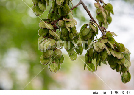 Branch of a flowering tree Ulmus laevis or elm in spring. Narrow focus Branch of a flowering tree Ulmus laevis or elm in spring. Narrow focus 129098148