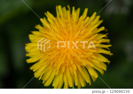 Yellow dandelion flower in the grass close up macro photography. Spring bloom. The first flower. 129098150