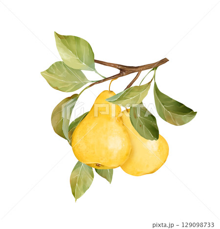 Hand-drawn illustration featuring two ripe yellow pears on a branch with fresh green leaves 129098733