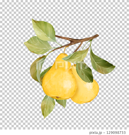 Hand-drawn illustration featuring two ripe yellow pears on a branch with fresh green leaves 129098733