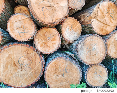 Pile of freshly cut tree logs showing natural wood textures, rings, and cracks. Ideal for forestry, Tree logs pile Pile of freshly cut tree logs showing natural wood textures, rings, and cracks. Ideal for forestry, Tree logs pile 129098858