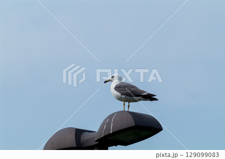 信濃川・やすらぎ堤の大背黒鴎(おおせぐろかもめ) 信濃川・やすらぎ堤の大背黒鴎(おおせぐろかもめ) 129099083