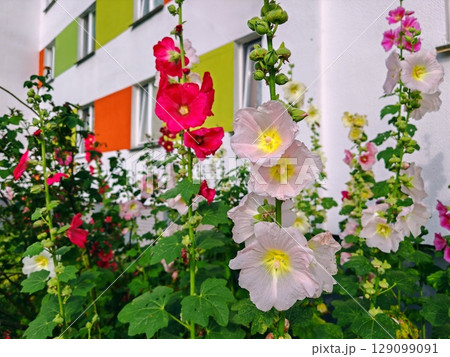 Beautiful pink and white flowers grow near a residential apartment building in the summer. Pink flowers, building Beautiful pink and white flowers grow near a residential apartment building in the summer. Pink flowers, building 129099091