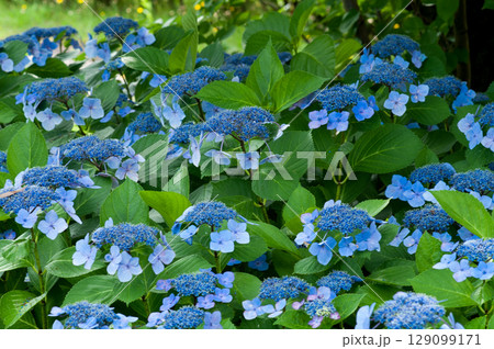青色の紫陽花 129099171