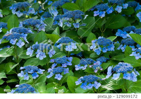 青色の紫陽花 129099172