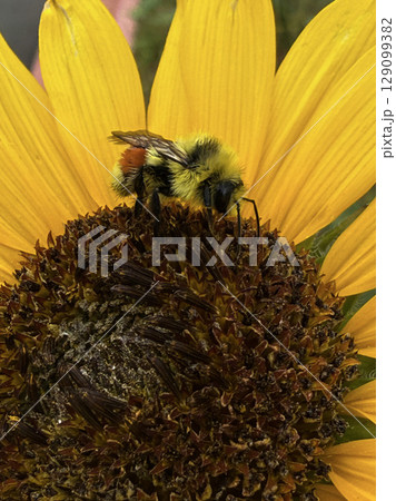 Bumblebee on Sunflower Gathering Pollen 129099382