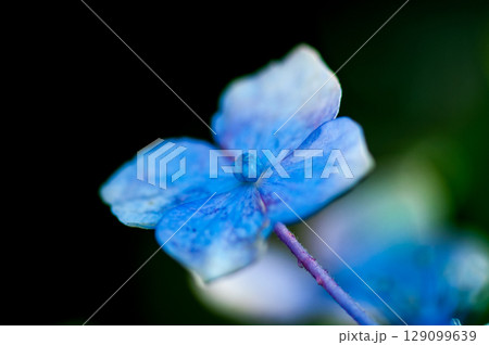 青色の紫陽花 129099639