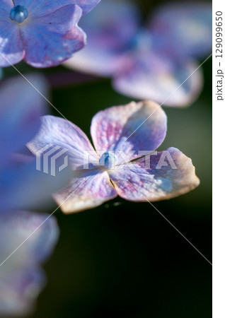 青色の紫陽花 129099650