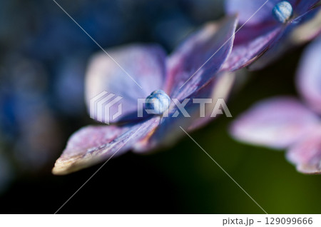 青色の紫陽花 青色の紫陽花 129099666